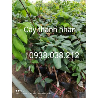 Cây giống thanh nhãn
