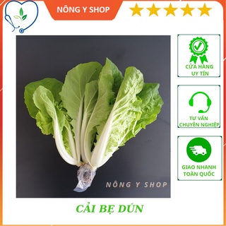 Hạt giống cải bẹ dún rạng đông rado 67