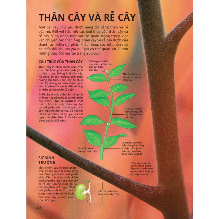 SÁCH - Science Encyclopedia - Bách khoa thư về khoa học- Thực vật và nấm