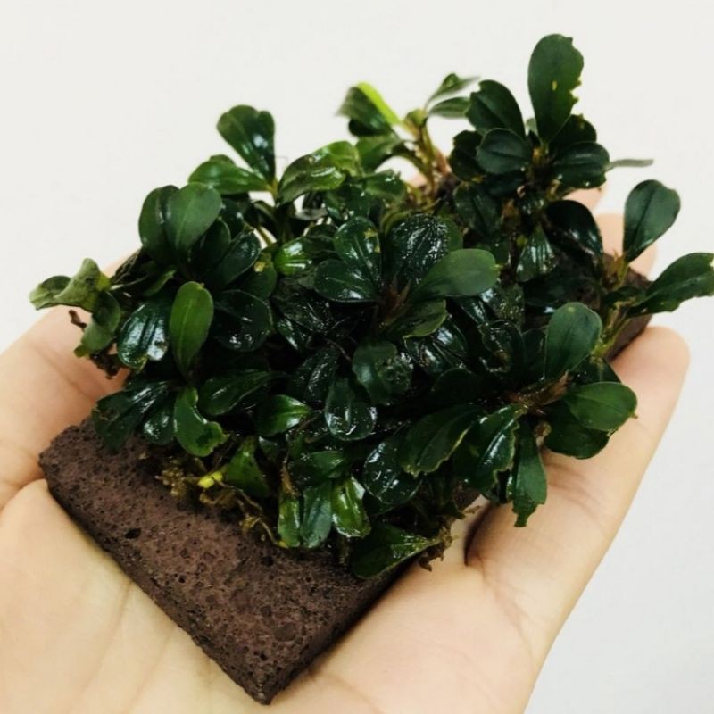 Nham thạch miếng- Giá thể trồng bucep,ráy..