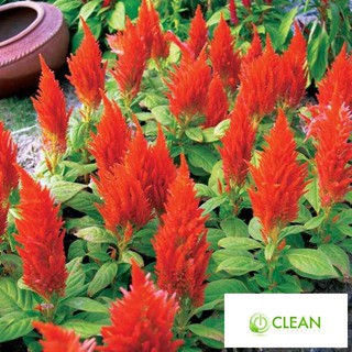 50H - HẠT GIỐNG HOA MÀO GÀ LỬA