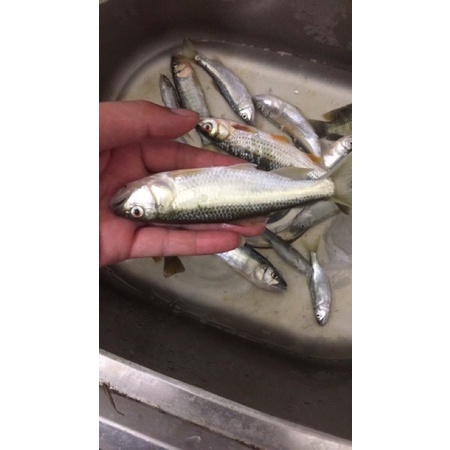 Bộ mồi câu lure cá mương suối,thiểu,rô ,chày... buộc sẵn siêu nhạy