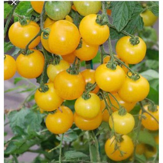 Hạt giống cà chua bi lùn F1 quả vàng - gói 0,1 gram
