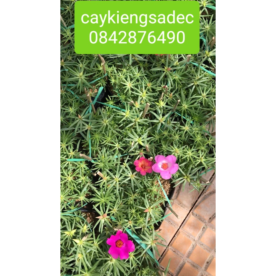 Caykiengsadec- 3 cây 10 giờ sam,10 giờ Mỹ, 10 giờ thường+ tặng phân bón cho cây-hoa lá cây kiểng-