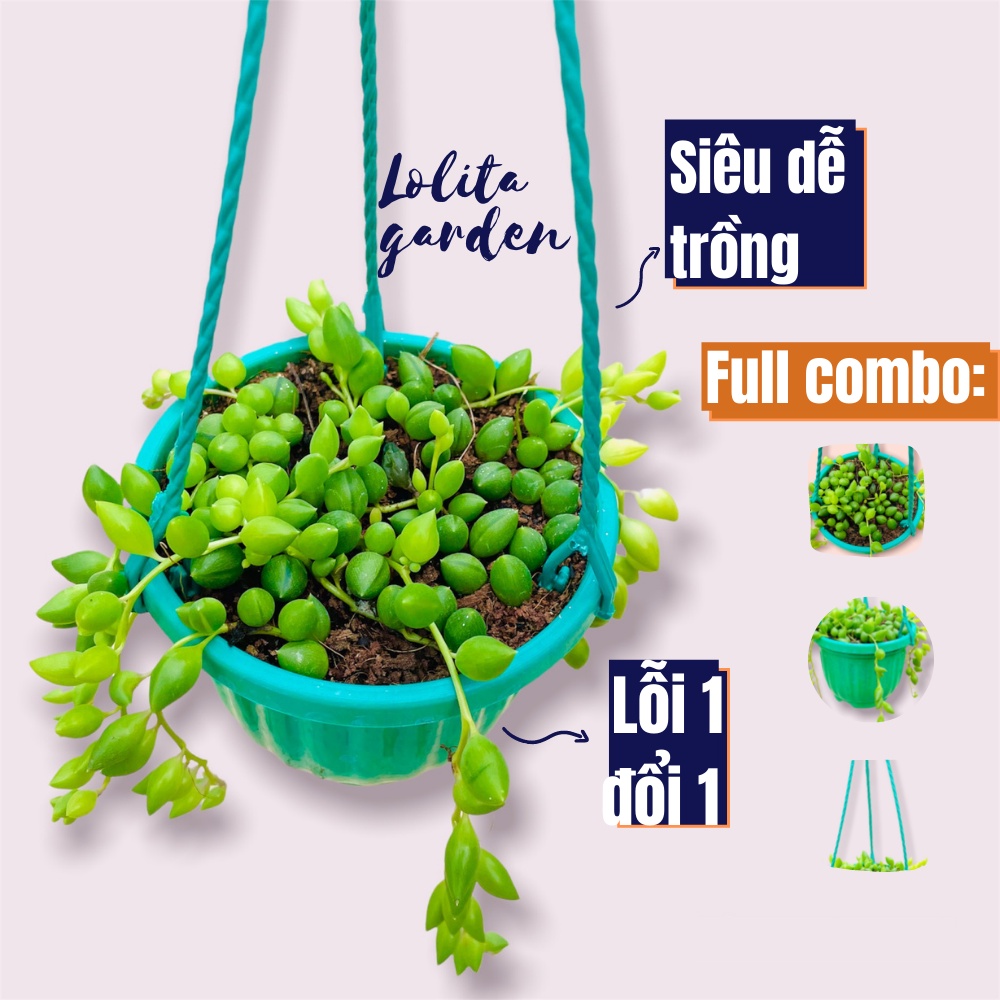 Sen đá giọt nước chậu treo Đà Lạt size 9cm cây cảnh trang trí nhà cửa Lolita garden