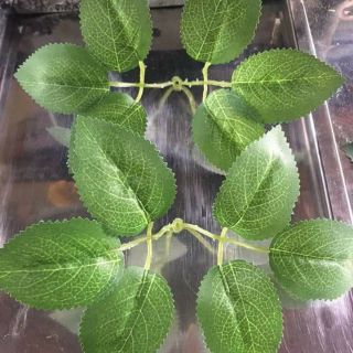 100g Lá hồng in gân