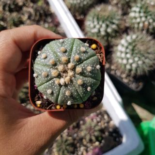 Xương rồng aster size 6cm