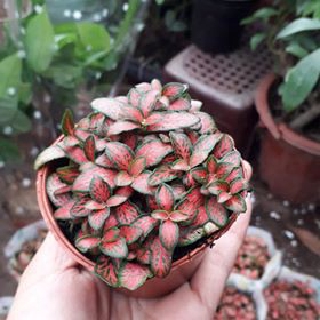 Cây Cẩm Nhung Đỏ [ Sale ]