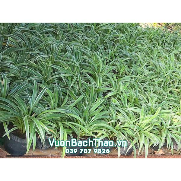Cây Cỏ Lan Chi Trồng làm cảnh