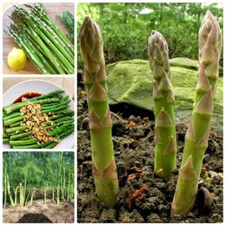 Hạt giống măng tây xanh