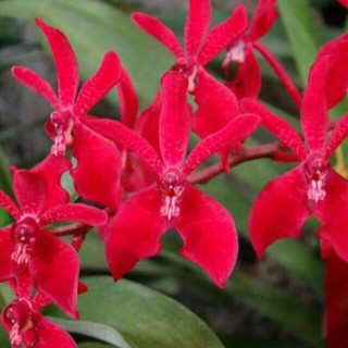 Lan Ren Red hoa đẹp, siêng hoa