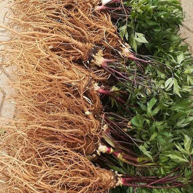 Sâm đương quy tươi nguyên củ - Loại 2 củ 1kg