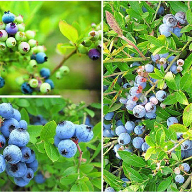 sale off Hạt giống Việt Quất (blue berry) hàng chuẩn cty.