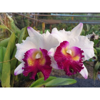 TNX22 - Lan Cattleya Hoa đại màu Trắng lưỡi tím - cây con