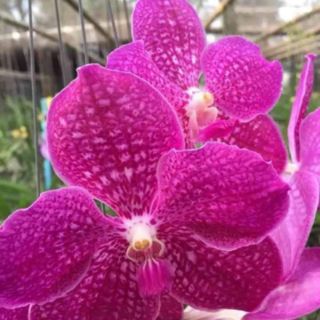 Lan vanda trưởng thành sắp hoa