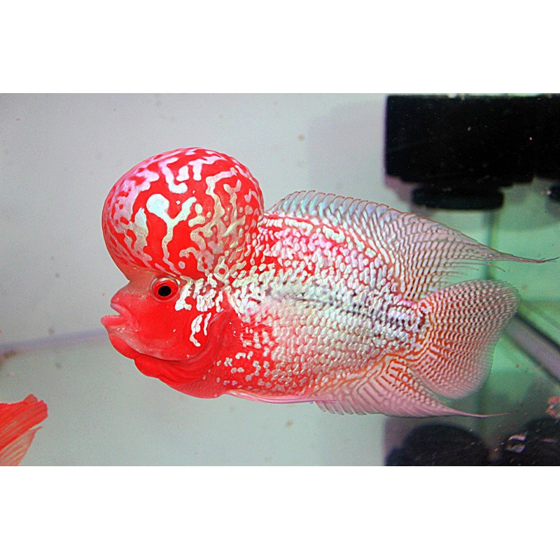 BỘT CAROPHYLL-Lên màu đỏ cho cá cảnh- GÓI 1GR