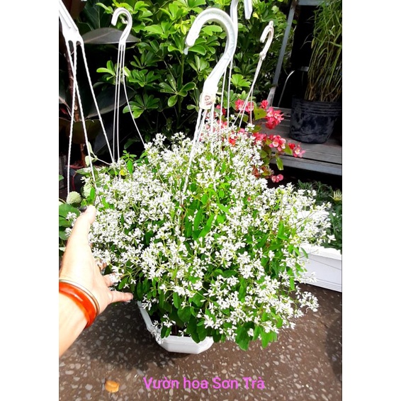 Cây HOA TUYẾT CẦU chậu treo.