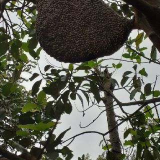 1 lít mật ong rừng Dak Lak