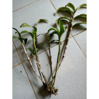 LAN RỪNG KIỀU  TÍM ( 1cụm)