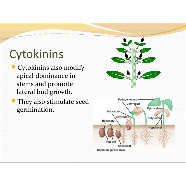 Cytokinin Kinetin 99%  gói 50g