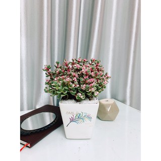 Sen Đô la hồng, Cây Phong Thủy, Cây Để Bàn
