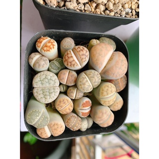 chậu sen mông ,thạch lan , Lithops size to gần 20 cây