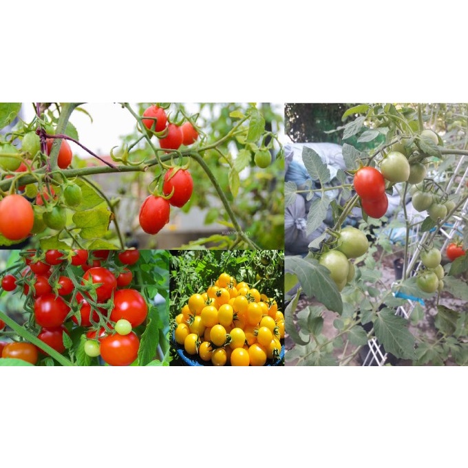 Hạt Giống Cà Chua Cherry  MÀU NGẦU NHIÊN  - Tỷ Lệ Nảy Mầm Cao