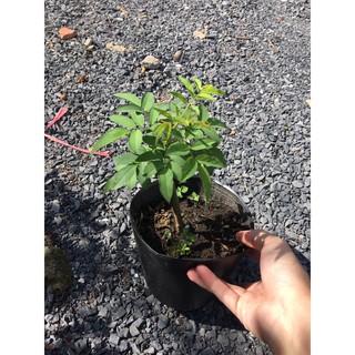 Hồng leo đã ổn định rễ - Trang Flower