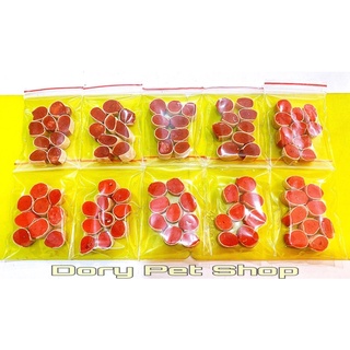 Sushi Bò Cuộn Vỗ Béo Hamster