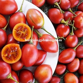 HẠT GIỐNG CÀ CHUA THÂN GỖ