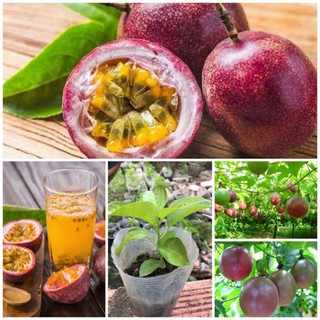 Cây giống chanh dây tím / chanh leo/ lạc tiên giảm