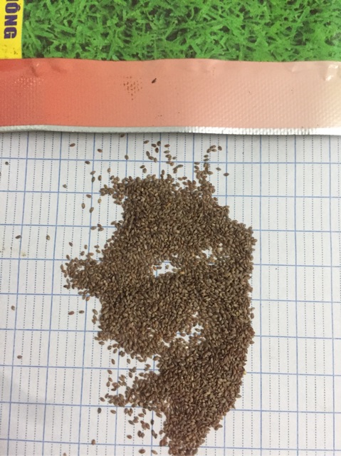 Cỏ Hạt giống Cỏ trồng thảm Bermuda (Bermuda grass seeds) 10 Gram