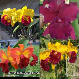 Combo 4 Mã lan Cattleya Nhập Thái Lan