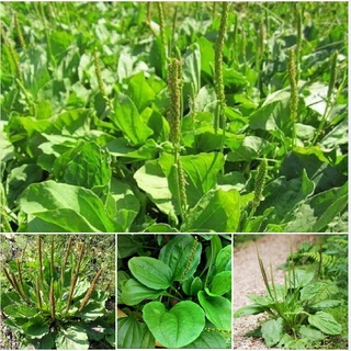 Hạt giống rau mã đề - gói 1gram kns2293