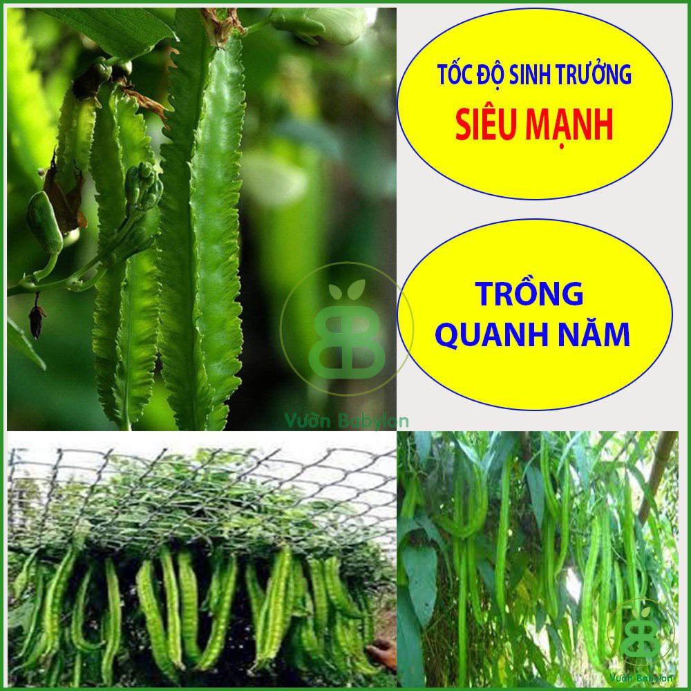 Hạt Giống Đậu Rồng Cao Sản 10Gr - Hạt Giống Đậu Khế Siêu Trái