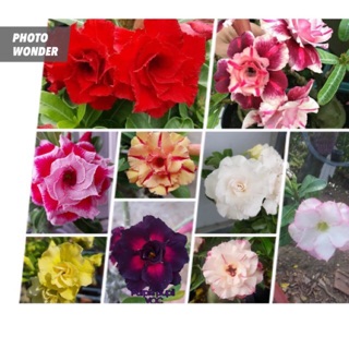 Hoa sứ thái lan ,adenium- cây ghép cánh kép