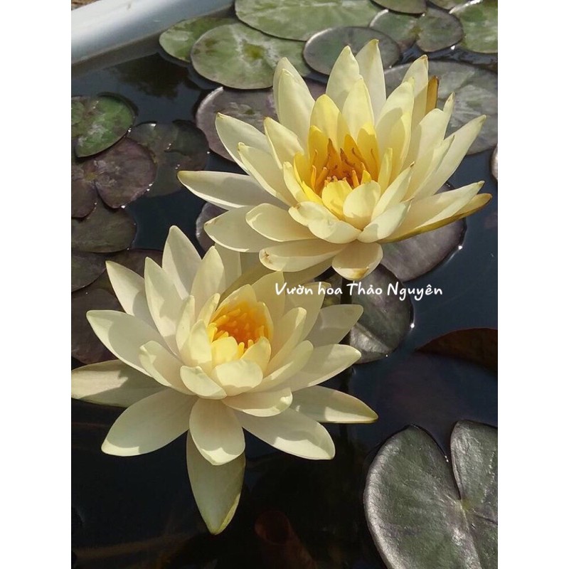 Cây hoa súng Thái Lan màu vàng trắng Đ-03
