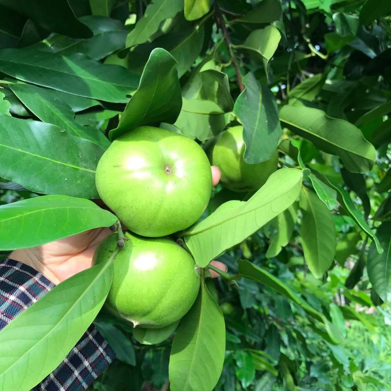 Cây giống hồng đen Socola 45-50cm