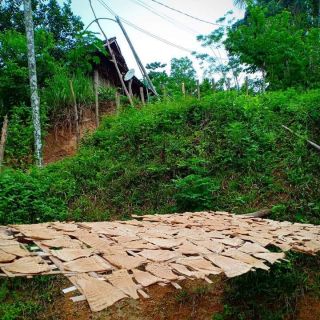 COMBO MĂNG NỨA RỪNG NGHỆ AN