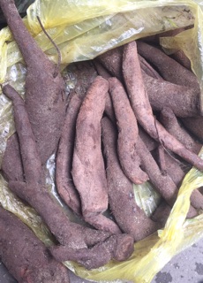 củ gai tươi 2kg