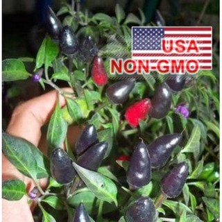 10 Hạt Giống Ớt Đen Chỉ Thiên tặng kích mầm