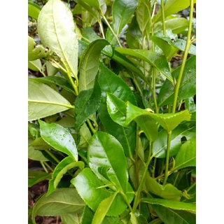 lá chè tươi tự nhiên 35k/1kg