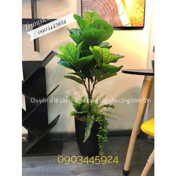 CÂY BÀNG SINGGAPORE CAO CẤP CAO 100CM (3 NHÁNH)-CÂY GIẢ