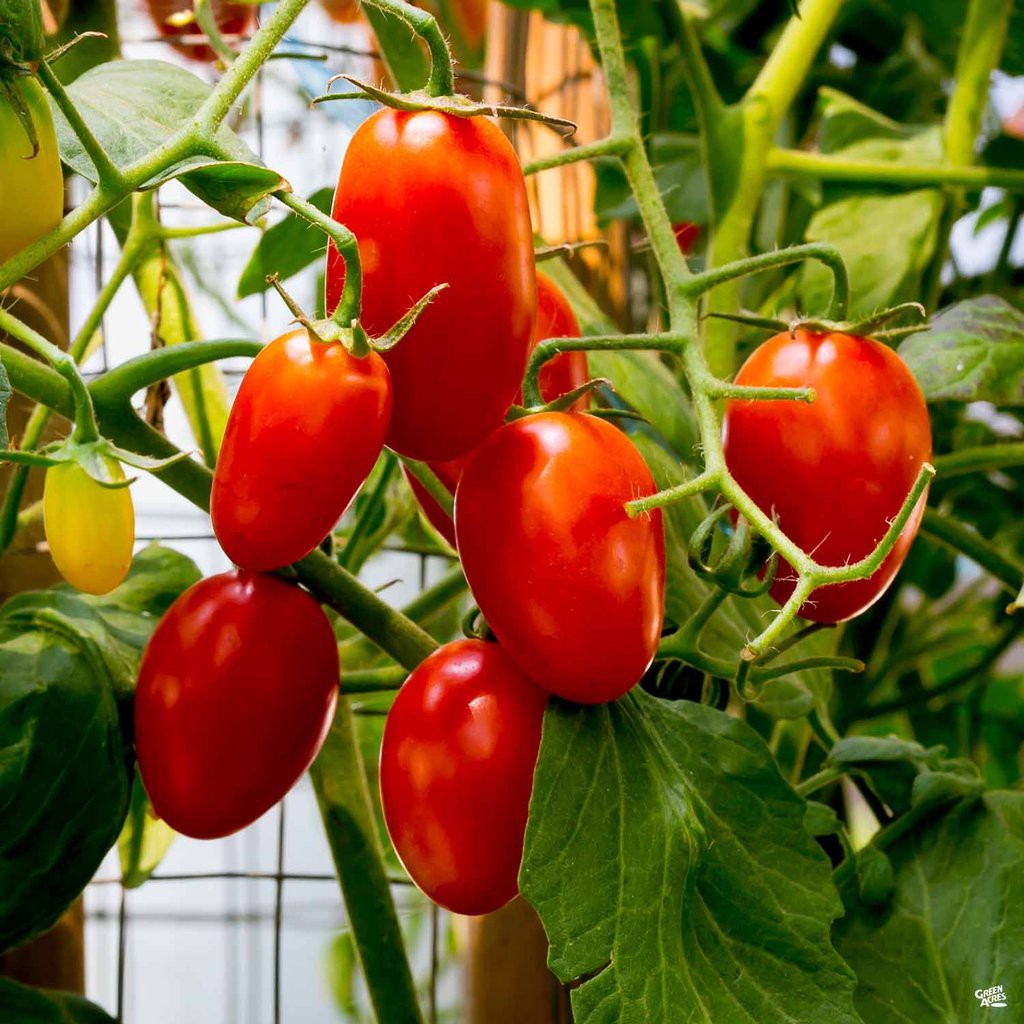 [Hạt giống Mỹ] Gói 5 hạt giống cà chua trái cây Verona chịu nhiệt trồng được mùa hè - tỷ lệ nảy mầm 95%