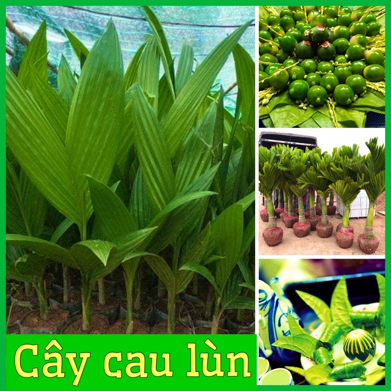 Cây cau lùn tứ quý ra quả quanh năm chuẩn giống