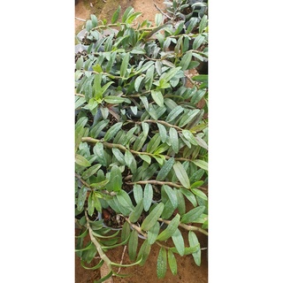 phi điệp mắt đỏ tân lạc hòa bình rất đẹp mắt
