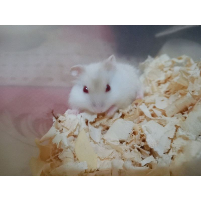 Chuột Hamster Màu Trắng Xinh Xắn Cho Mùa Đông