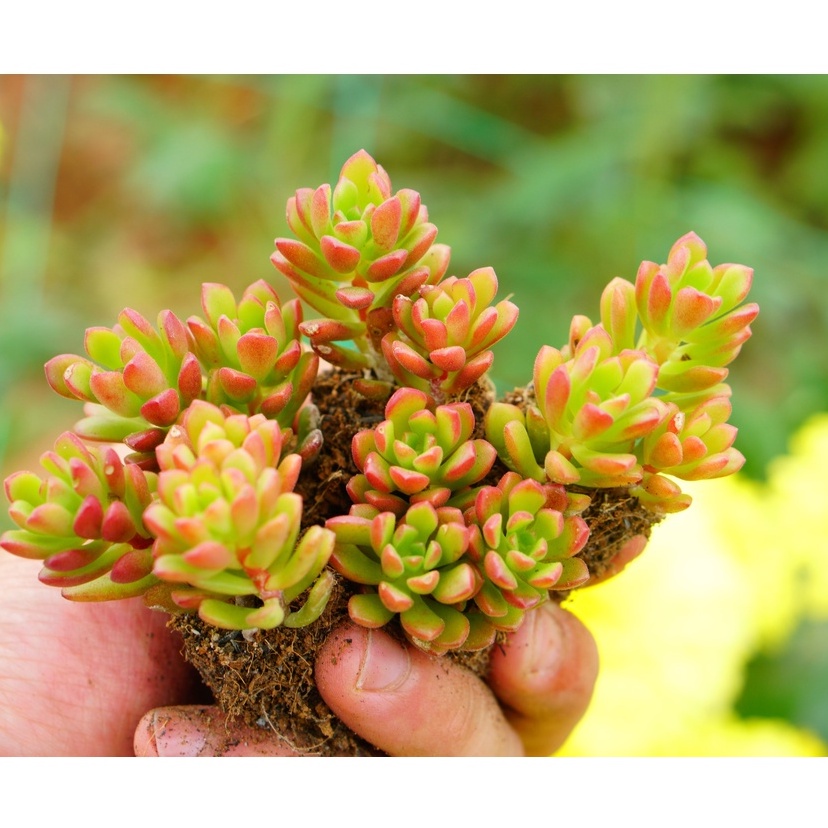 Sen Đá Sedum Kẹo mini  3cm, Khỏe, Dễ trồng, Hàng Đà Lạt, Lỗi 1 đổi 1