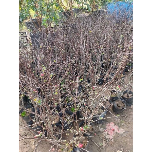 Cây mai đỏ đang nụ