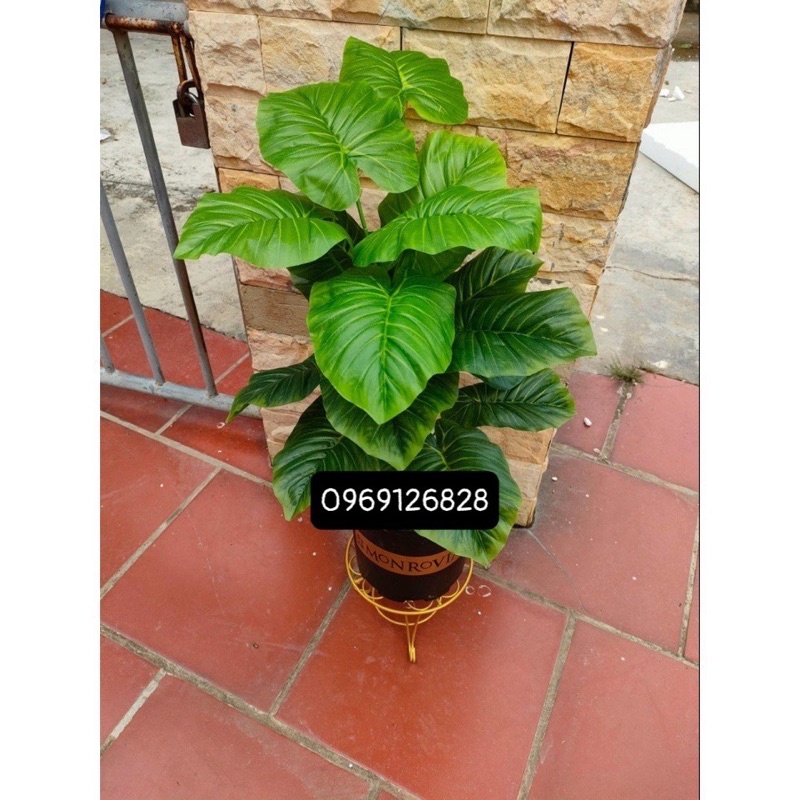 Cây giả _ cây trầu bà,vạn liên thanh 18 lá cỡ to 90cm ảnh thật